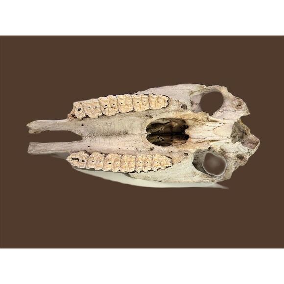 Authentic Animal Skull Collectible - Natural Bone - Wildlife Enthusiast Decor - Picture 5 of 5